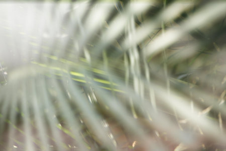 Vintage blur Close up of Palm tree