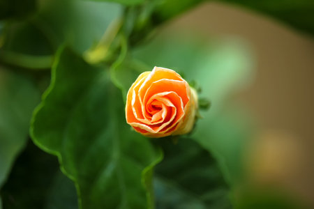 Close up of Yellow Hibiscus Flower