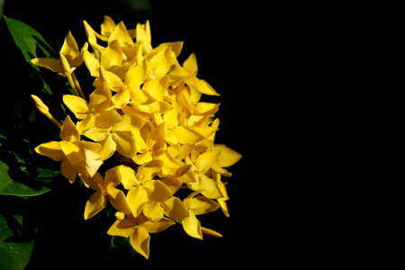Close up of Yellow  Plumeria flower