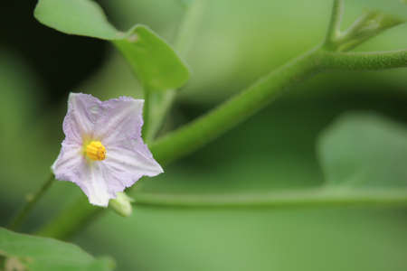 Flower of eggplant treeの写真素材