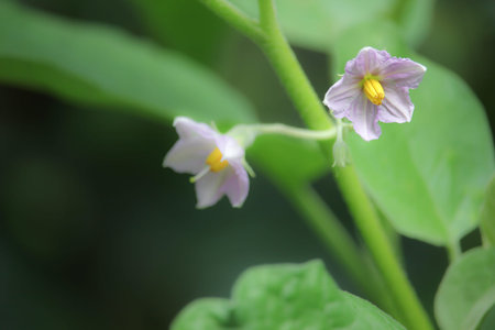 Flower of eggplant treeの写真素材