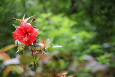 Close up of Red  Hibiscus Flowerの写真素材