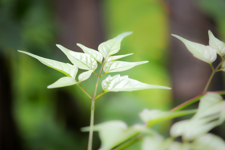 Close up Young leaf of Horse radish treeの写真素材