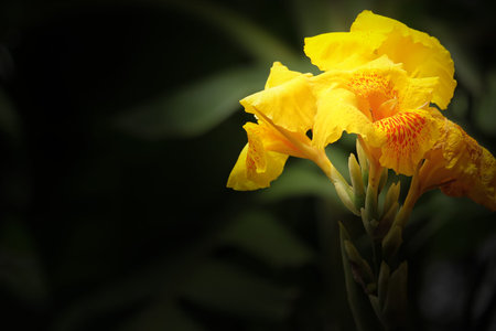 Close up of Yellow Canna flower