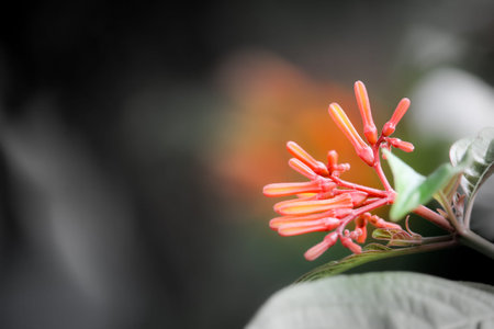 Pyrostegia venusta or Orange trumpet flowersの写真素材
