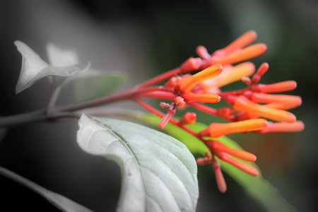 Pyrostegia venusta or Orange trumpet flowers