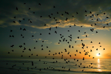 Bird and sea on Morning timeの写真素材
