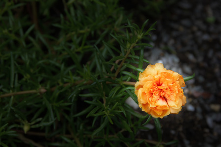 Orange Common Purslane, Verdolaga, Pigweed, Little Hogweed or Pusley flowerの写真素材