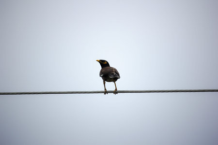 Common Myna bird (Acridotheres tristis) perching on electric wire