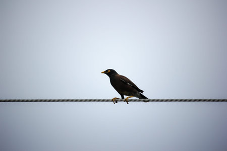 Common Myna bird (Acridotheres tristis) perching on electric wireの写真素材
