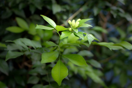 Orange Jessamine flowers