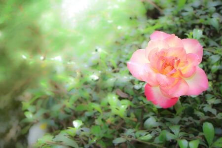 Close up of Yellow Pink Rose Flower with green leaf backgroundの写真素材