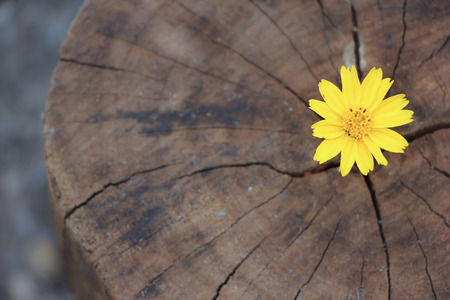 Closeup Singapore daisy flower with wood backgroundの写真素材