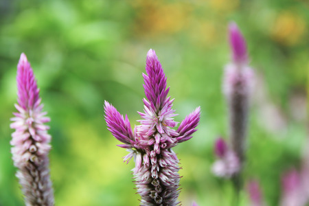 Close up The pink grass flower in the gardenの写真素材
