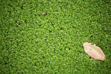 close up of duckweed or genus Lemna