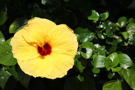 Close up of Yellow Chinese hibiscus (Hibiscus rosa)の写真素材