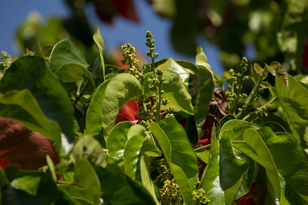 Close up flower of Santol Fruit