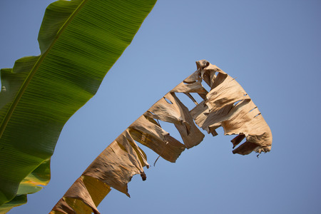 Dry Leaf of banana tree, Pisang Awak bananaの写真素材