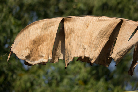 Dry Leaf of banana tree, Pisang Awak bananaの写真素材