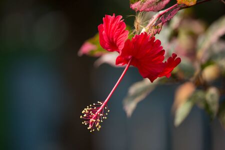 Close up of red Hibiscus rosa-sinensis or Cooperi with green leaf backgroundの写真素材