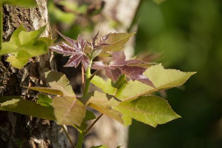 Close up leaf of Green mix red Maple tree