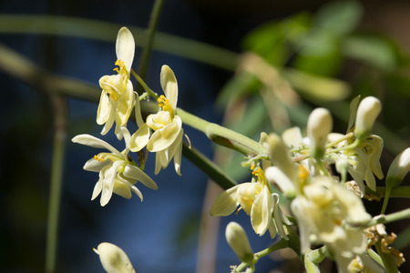 Close up White flower of Horse radish treeの写真素材