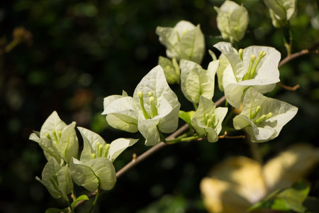 Close up White Bougainvillea flower in dark background