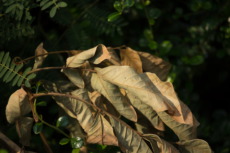 Close up Brown dry leaf of die rambutan fruitの写真素材