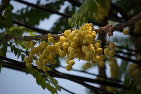 Otaheite gooseberry, country gooseberry, star , damsel, grosella , damsel , karamay.Star gooseberry.の写真素材