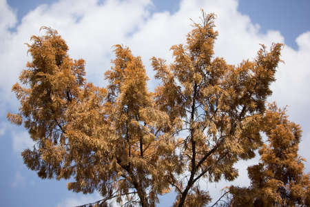 Close up of Brown leaf of Die Pine treeの写真素材