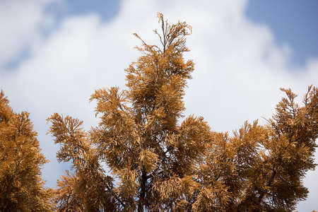 Close up of Brown leaf of Die Pine treeの写真素材