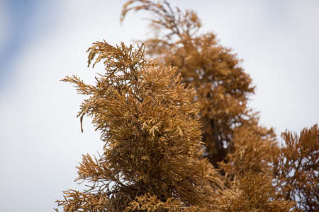 Close up of Brown leaf of Die Pine treeの写真素材