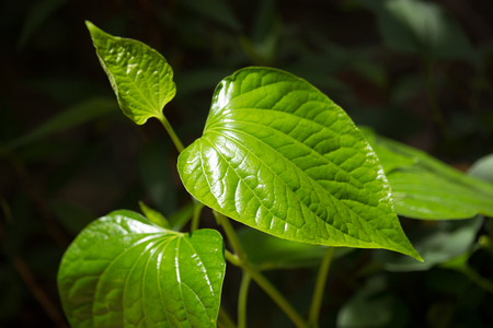 Close up Green leaf of WildbetalLeafbush treeの写真素材