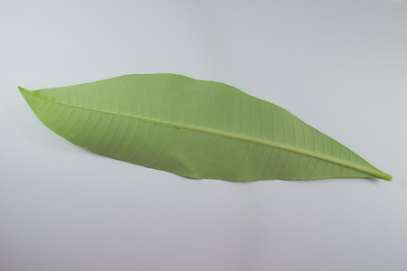 Close up Green leaf of Bombax ceiba tree isolatedの写真素材