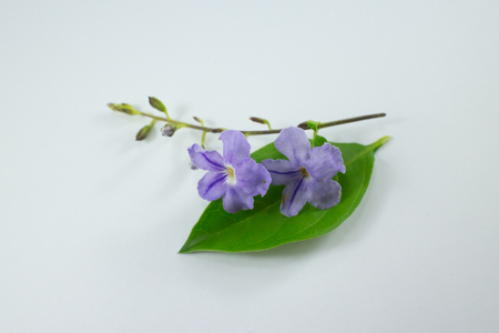 Close up Small white mix violet  flower or  Duranta repens Flower isolatedの写真素材