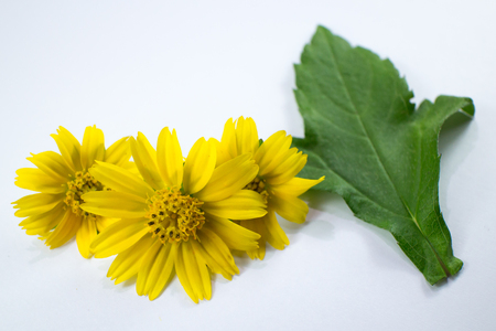 Closeup Singapore daisy flower isolated white backgroundの写真素材