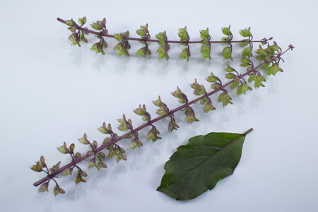 Close up of holy basil thailand herb isolated
