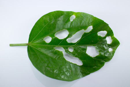 Close up  Disease Leaf of Chinese hibiscus flower isolatedの写真素材