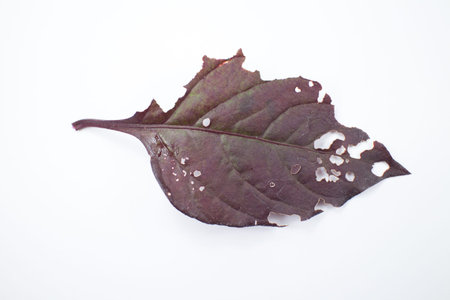 Disease Red leaf of Red Ivy or Red flame ivy or Hemigraphis alternata isolated on white background