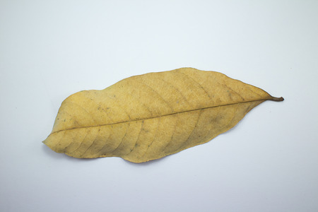 Close up Dry Leaf of Yellow Allamanda flower isolatedの写真素材