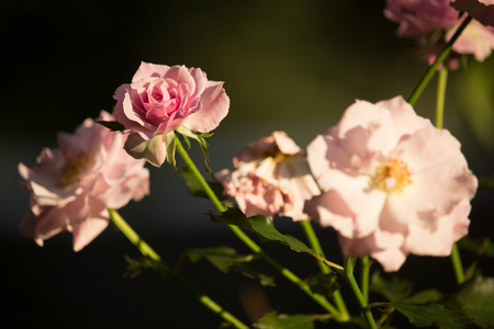 Close up Soft Pink mix white rose flower  in dark backgroundの写真素材