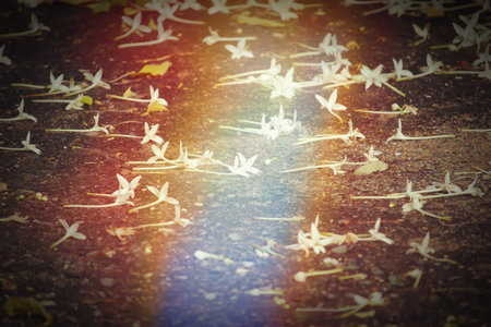 Retro effect of Indian cork tree flowers falling on the ground after heavy raiの写真素材