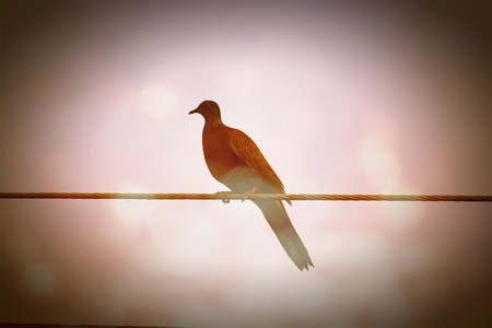 Retro Effect style of  bird  perching on electric wireの写真素材