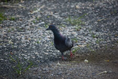 Close up of One Pigeon  on Floorの写真素材