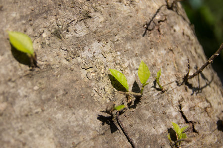 Young Green leaf of tree growth on side of big tree