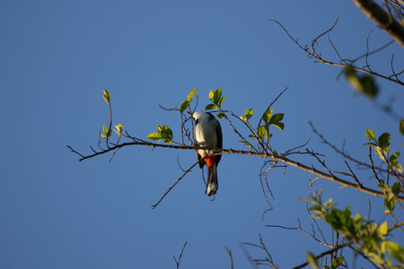 Red whiskered Bulbul Bird on Tree ,Pycnonotus jocosusの写真素材