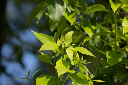 Green Leaf of Cinnamomum camphora treeの写真素材