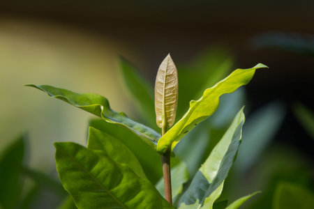 young Green leaf of Red ixora flower