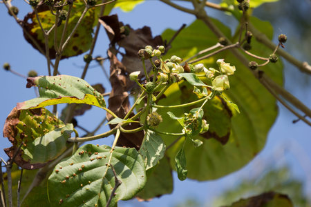Close up white and yellow flower of teak tree