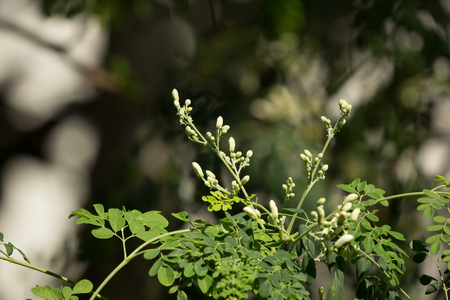 Close up White flower of Horse radish treeの写真素材